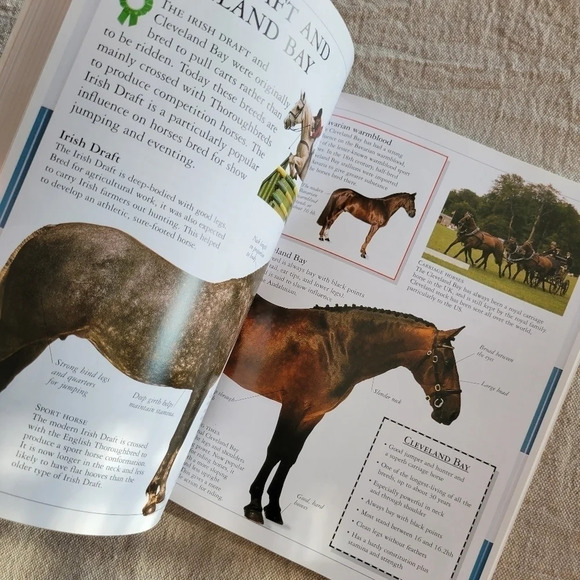 Horse & Pony Book, oversized reference - Picture 5 of 8